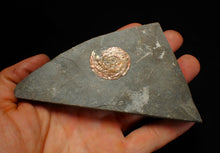 Load image into Gallery viewer, Juvenile red iridescent Psiloceras ammonite fossil (28mm)
