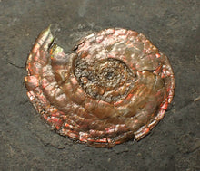 Load image into Gallery viewer, Juvenile red iridescent Psiloceras ammonite fossil (28mm)
