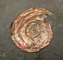 Load image into Gallery viewer, Juvenile red iridescent Psiloceras ammonite fossil (28mm)

