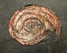 Load image into Gallery viewer, Juvenile red iridescent Psiloceras ammonite fossil (28mm)

