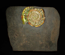 Load image into Gallery viewer, Iridescent Caloceras display ammonite fossil 64mm

