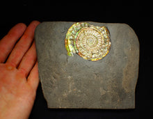 Load image into Gallery viewer, Iridescent Caloceras display ammonite fossil 64mm
