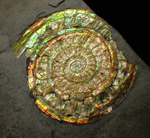 Load image into Gallery viewer, Iridescent Caloceras display ammonite fossil 64mm
