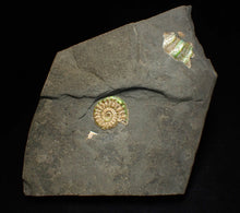 Load image into Gallery viewer, Juvenile iridescent Caloceras display ammonite fossil 23mm
