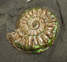 Load image into Gallery viewer, Juvenile iridescent Caloceras display ammonite fossil 23mm
