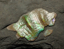 Load image into Gallery viewer, Juvenile iridescent Caloceras display ammonite fossil 23mm
