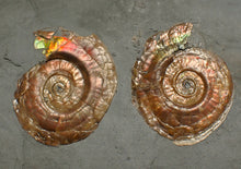Load image into Gallery viewer, Iridescent multi-Psiloceras ammonite display fossil

