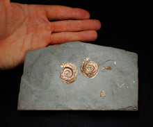 Load image into Gallery viewer, Iridescent multi-Psiloceras ammonite display fossil
