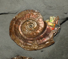 Load image into Gallery viewer, Iridescent multi-Psiloceras ammonite display fossil
