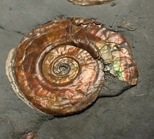 Load image into Gallery viewer, Iridescent multi-Psiloceras ammonite display fossil
