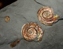 Load image into Gallery viewer, Iridescent multi-Psiloceras ammonite display fossil
