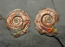Load image into Gallery viewer, Iridescent multi-Psiloceras ammonite display fossil
