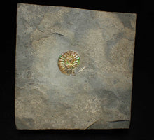 Load image into Gallery viewer, Juvenile iridescent Caloceras display ammonite fossil 21mm
