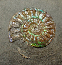 Load image into Gallery viewer, Juvenile iridescent Caloceras display ammonite fossil 21mm
