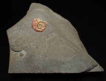 Load image into Gallery viewer, Juvenile red iridescent Psiloceras ammonite fossil (15mm)

