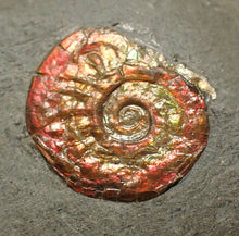 Load image into Gallery viewer, Juvenile red iridescent Psiloceras ammonite fossil (15mm)
