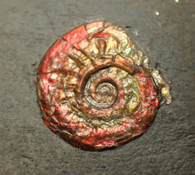 Load image into Gallery viewer, Juvenile red iridescent Psiloceras ammonite fossil (15mm)

