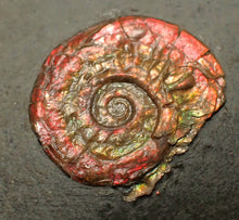 Load image into Gallery viewer, Juvenile red iridescent Psiloceras ammonite fossil (15mm)
