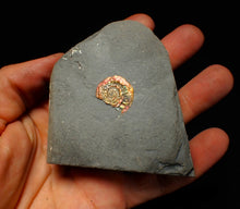 Load image into Gallery viewer, Juvenile iridescent Caloceras display ammonite fossil 21mm

