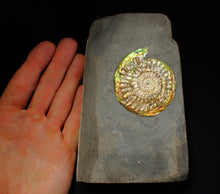 Load image into Gallery viewer, Iridescent Caloceras display ammonite fossil 62mm
