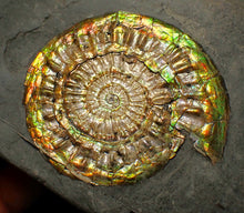 Load image into Gallery viewer, Iridescent Caloceras display ammonite fossil 62mm
