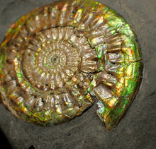 Load image into Gallery viewer, Iridescent Caloceras display ammonite fossil 62mm
