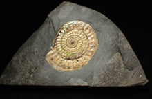 Load image into Gallery viewer, Subtly iridescent green Caloceras ammonite fossil display piece 62mm
