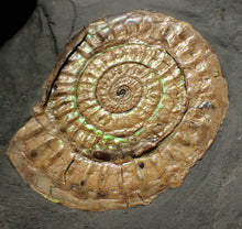 Load image into Gallery viewer, Subtly iridescent green Caloceras ammonite fossil display piece 62mm
