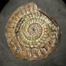 Load image into Gallery viewer, Subtly iridescent green Caloceras ammonite fossil display piece 62mm
