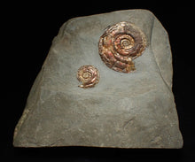 Load image into Gallery viewer, Large iridescent double-Psiloceras ammonite display fossil

