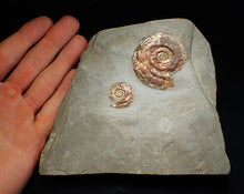 Load image into Gallery viewer, Large iridescent double-Psiloceras ammonite display fossil
