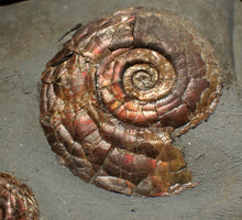 Load image into Gallery viewer, Large iridescent double-Psiloceras ammonite display fossil
