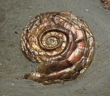 Load image into Gallery viewer, Large iridescent double-Psiloceras ammonite display fossil
