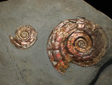 Load image into Gallery viewer, Large iridescent double-Psiloceras ammonite display fossil
