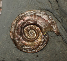 Load image into Gallery viewer, Large iridescent double-Psiloceras ammonite display fossil

