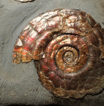 Load image into Gallery viewer, Large iridescent double-Psiloceras ammonite display fossil
