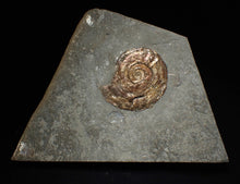 Load image into Gallery viewer, Large complete iridescent Psiloceras ammonite fossil (58mm)

