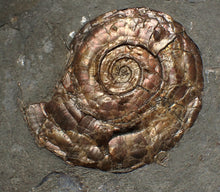 Load image into Gallery viewer, Large complete iridescent Psiloceras ammonite fossil (58mm)
