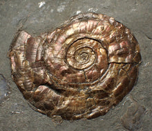 Load image into Gallery viewer, Large complete iridescent Psiloceras ammonite fossil (58mm)
