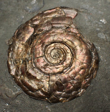 Load image into Gallery viewer, Large complete iridescent Psiloceras ammonite fossil (58mm)
