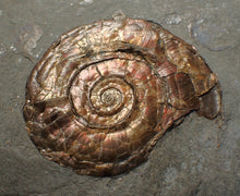 Load image into Gallery viewer, Large complete iridescent Psiloceras ammonite fossil (58mm)
