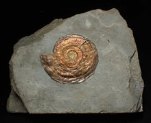 Load image into Gallery viewer, Large complete iridescent Psiloceras ammonite fossil (53mm)
