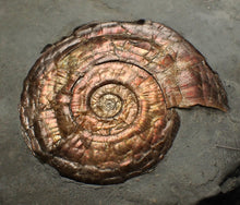 Load image into Gallery viewer, Large complete iridescent Psiloceras ammonite fossil (53mm)
