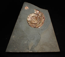 Load image into Gallery viewer, Large iridescent double-Psiloceras ammonite display fossil
