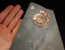 Load image into Gallery viewer, Large iridescent double-Psiloceras ammonite display fossil
