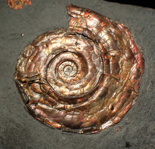 Load image into Gallery viewer, Large iridescent double-Psiloceras ammonite display fossil
