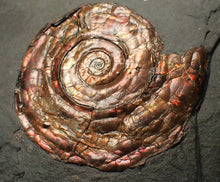 Load image into Gallery viewer, Large iridescent double-Psiloceras ammonite display fossil
