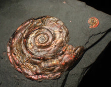 Load image into Gallery viewer, Large iridescent double-Psiloceras ammonite display fossil
