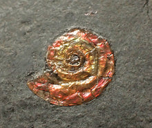 Load image into Gallery viewer, Large iridescent double-Psiloceras ammonite display fossil
