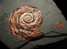 Load image into Gallery viewer, Large iridescent double-Psiloceras ammonite display fossil
